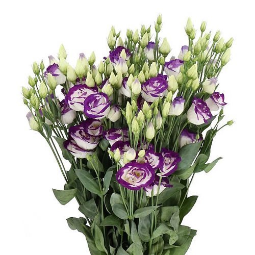 EUSTOMA LISIANTHUS DBL. ROSITA BLUE PICOTEE