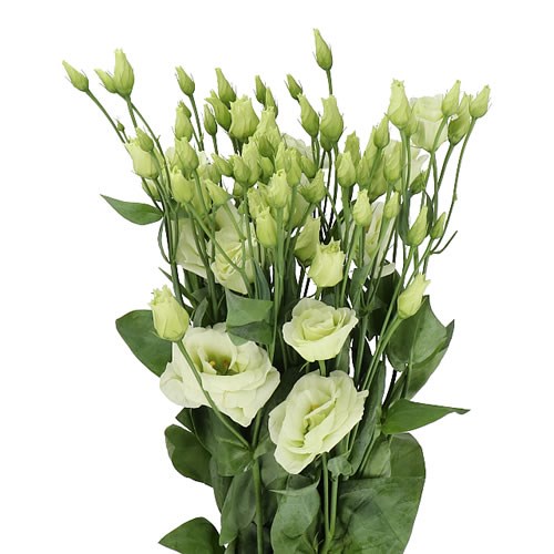 EUSTOMA LISIANTHUS DBL. ROSITA GREEN