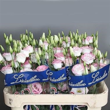 EUSTOMA LISIANTHUS DBL. ROSITA HOT LIPS