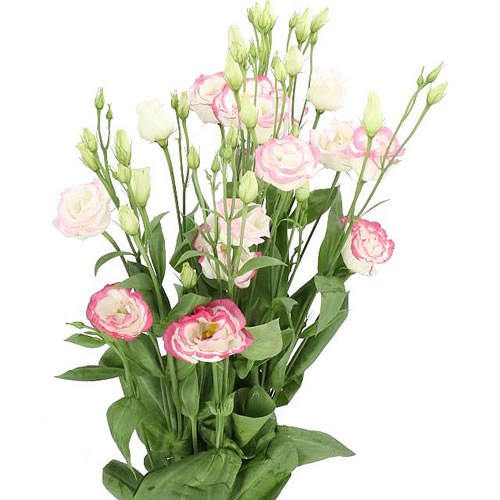 EUSTOMA LISIANTHUS DBL. ROSITA PINK PICOTEE