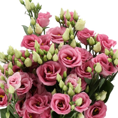 EUSTOMA LISIANTHUS DBL. ROSITA ROSE PINK