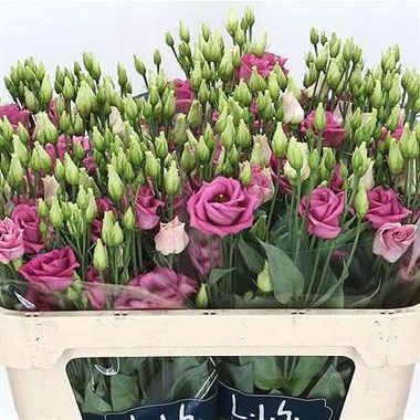EUSTOMA LISIANTHUS DBL. ROSITA ROSE PINK