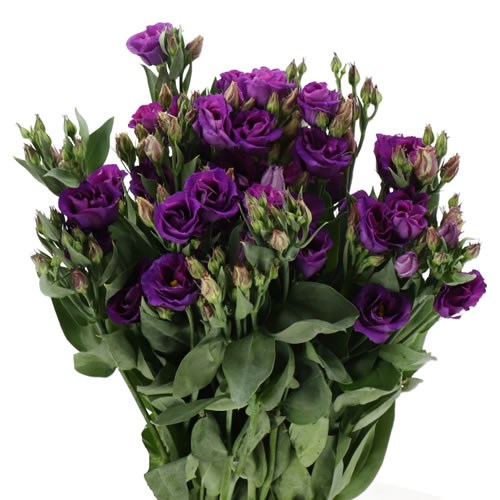 EUSTOMA LISIANTHUS DBL. ROSITA VIOLET