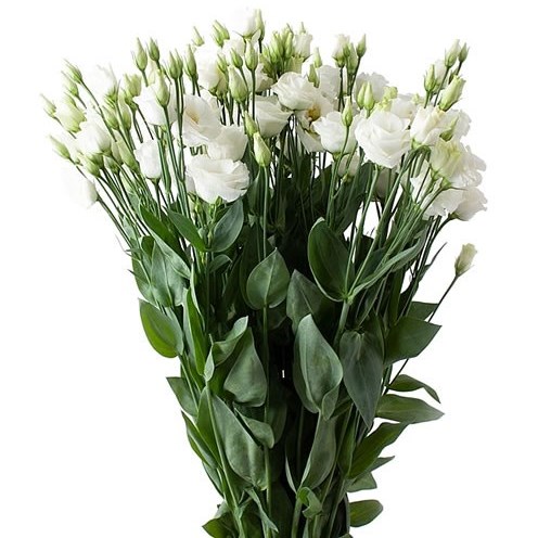 EUSTOMA LISIANTHUS DBL. ROSITA WHITE