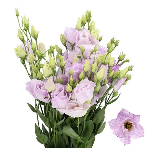 EUSTOMA LISIANTHUS DBL. STRACIATELLA LAVENDER