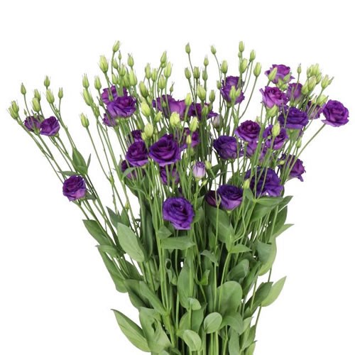 EUSTOMA LISIANTHUS Dbl. DOUBLINI BLUE
