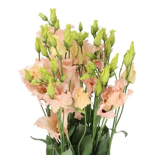 EUSTOMA LISIANTHUS FALDA APRICOT