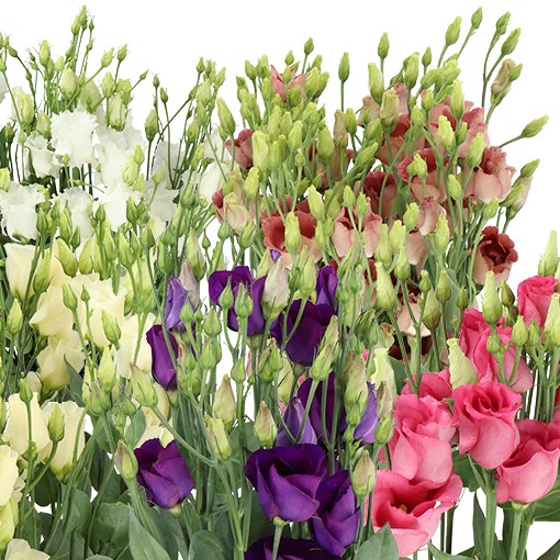 EUSTOMA LISIANTHUS MIX (COLS MAY VARY)