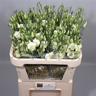 EUSTOMA LISIANTHUS PICCOLO GREEN