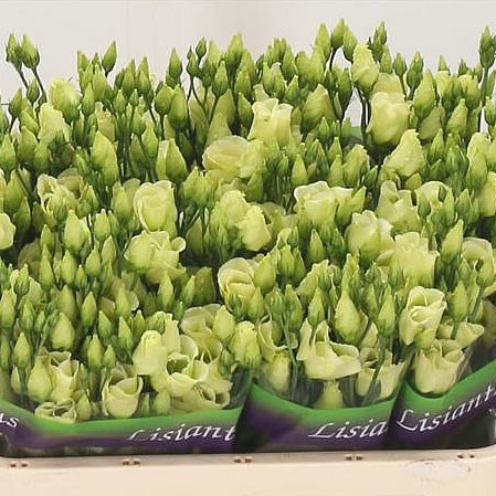 EUSTOMA LISIANTHUS PICCOLO JADE
