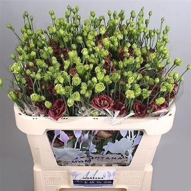 EUSTOMA LISIANTHUS ROSANNE DEEP BROWN
