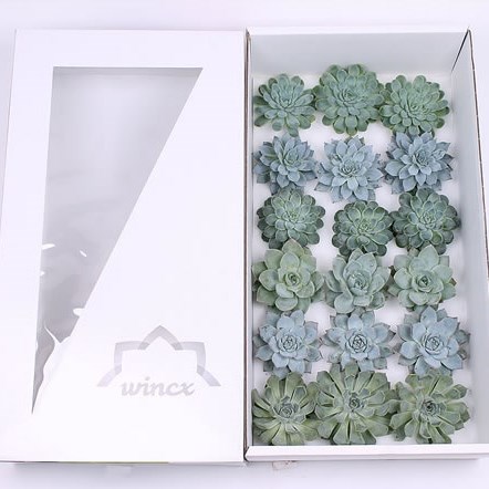 Echeveria Aqua Mix 8cm