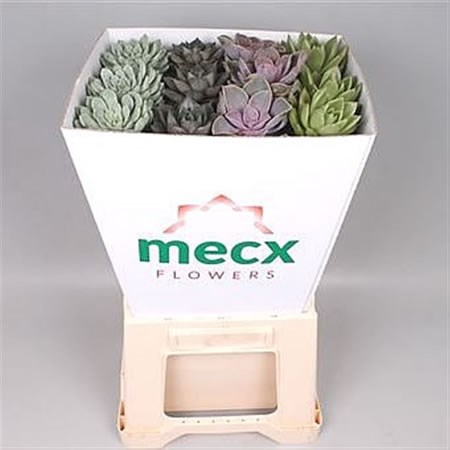 Echeveria Mix (on sticks)
