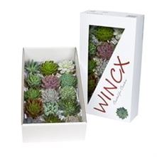 Echeveria mixed 10cm