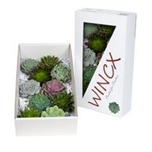 Echeveria mixed 12cm
