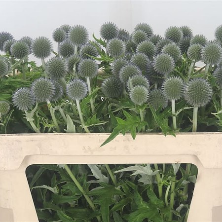 Echinops Blue Globe