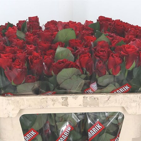 Rose El Toro