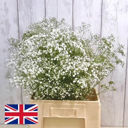 Gypsophila - English Grown