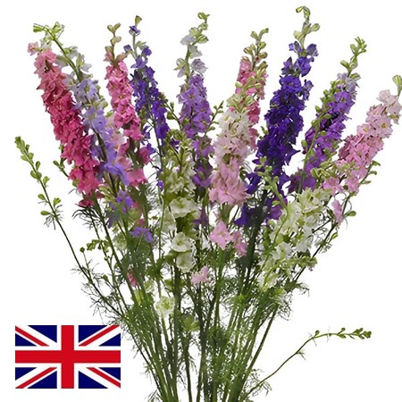Larkspur Mix (English)