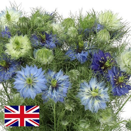 Nigella (English)