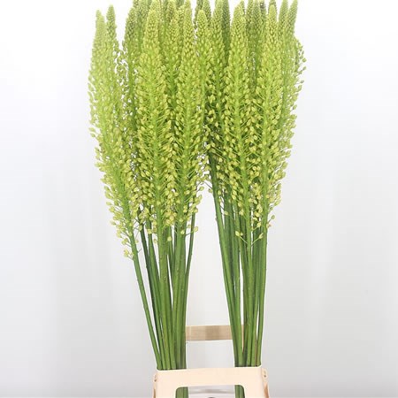 Eremurus Alaska
