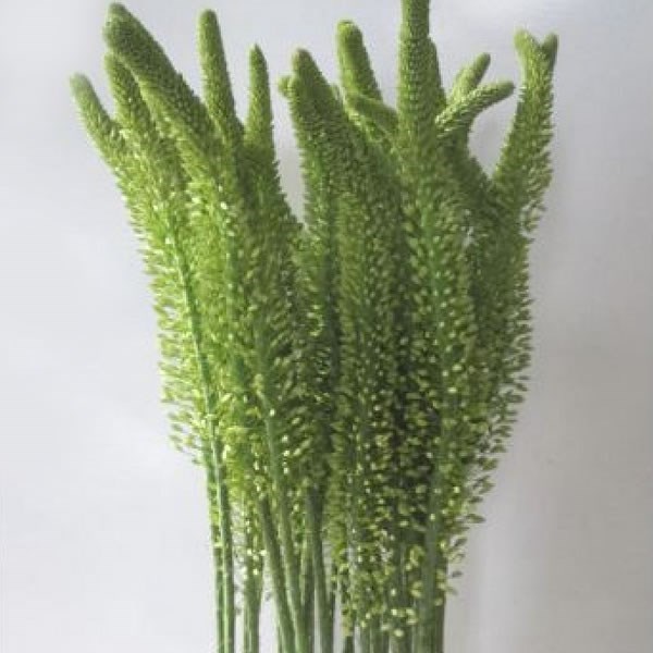 Eremurus Brutus