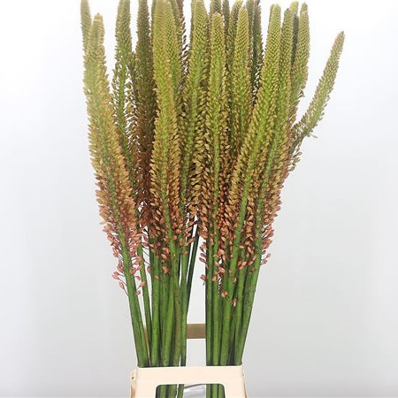 Eremurus Cleopatra