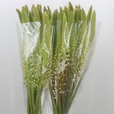 Eremurus Himalaicus