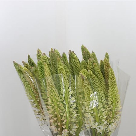Eremurus Himalaicus