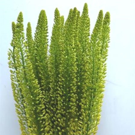 Eremurus Lucia-Ro