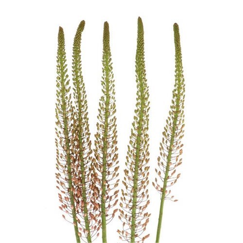 Eremurus Macarena