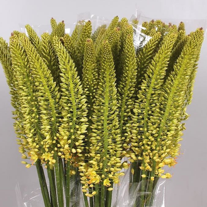 Eremurus Moneymaker