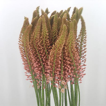 Eremurus Oase