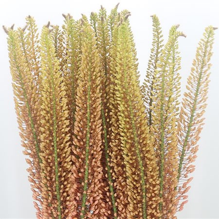 Eremurus Pink Floyd