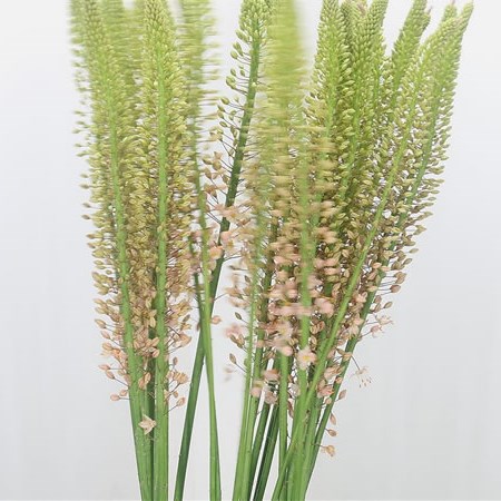 Eremurus Pink Romance