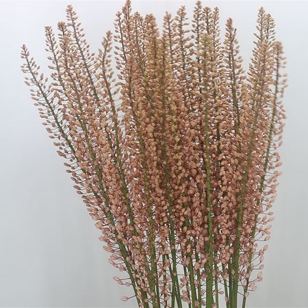 Eremurus Pink Star