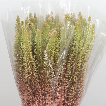 Eremurus Pink Star