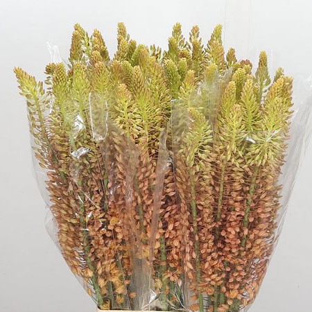 Eremurus Ruiter