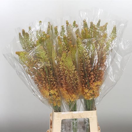 Eremurus Ruiter