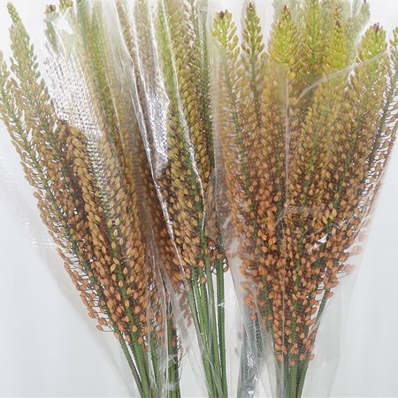 Eremurus Rumba