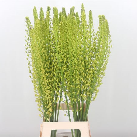 Eremurus Shelford Yellow Sun