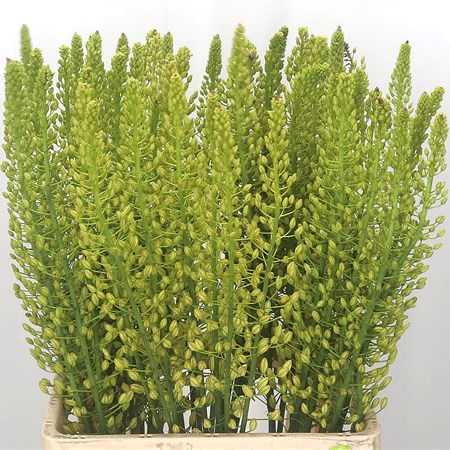 Eremurus Shelford Yellow Sun