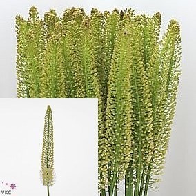 Eremurus Snowman
