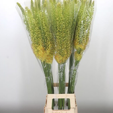Eremurus Stenophyllus