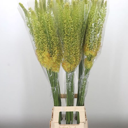 Eremurus Stenophyllus