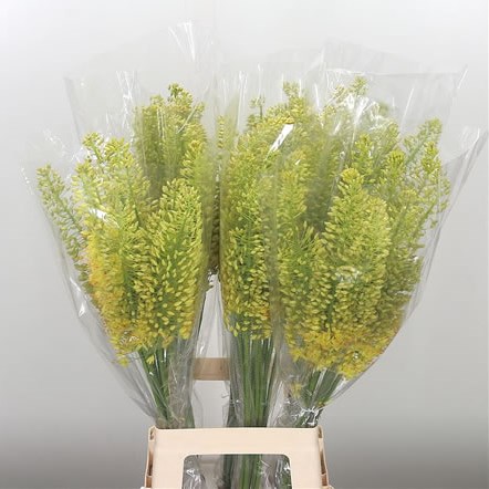 Eremurus Stenophyllus