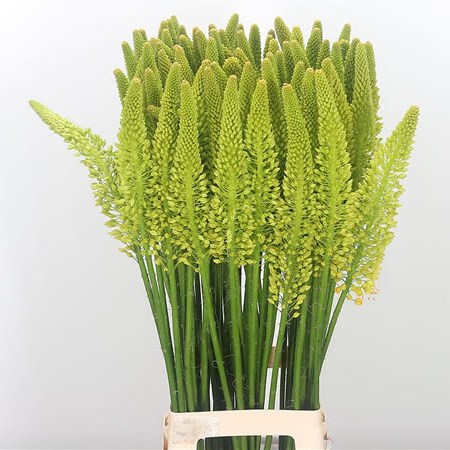 Eremurus Stenophyllus
