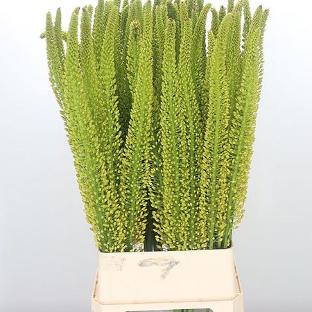 Eremurus Tap Dance