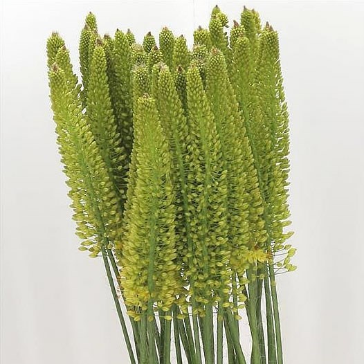 Eremurus Yellow Cleopatra