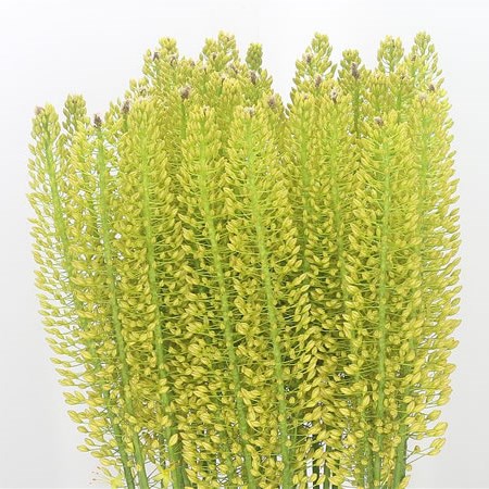 Eremurus Yellow King